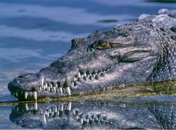l-acoustique-des-crocodiles