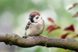 audioconference-pourquoi-les-oiseaux-chantent
