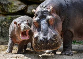 hipopotames-bebe-maman