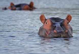 hippopotame-dans-l-eau