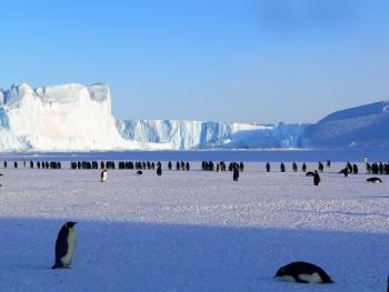 manchot-sur-banquise-antarctique