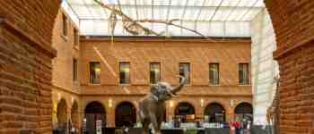 museum-toulouse